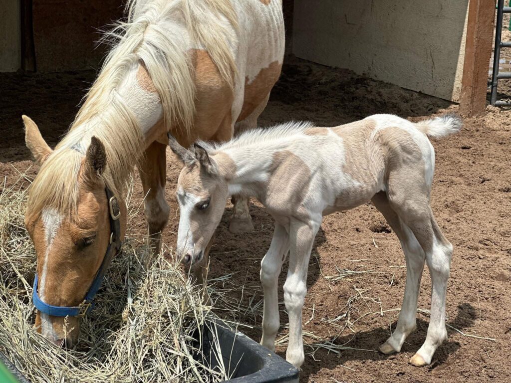 Horse and colt